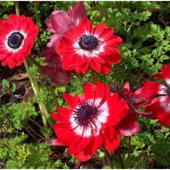 Bulbi anemone Governor - Pachet 10 bucăți