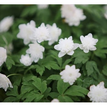 Bulbi anemone Vestal - 1 bucată !!! Bulbi anemone Vestal - 1 bucată !!!