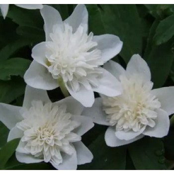 Bulbi anemone Vestal - 1 bucată !!! Bulbi anemone Vestal - 1 bucată !!!