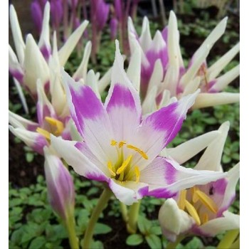 Bulbi colchicum Arlechin (Harlekijn), brândușă de toamnă - 1 bucată Bulbi colchicum Arlechin (Harlekijn), brândușă de toamnă - 1 bucată