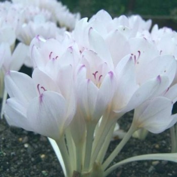 Bulbi colchicum Innocence (brândușă de toamnă) - 1 bucată Bulbi colchicum Innocence (brândușă de toamnă) - 1 bucată