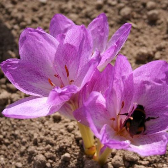 Bulbi colchicum Vesta (brândușă de toamnă) - 1 bucată, flori PARFUMATE Bulbi colchicum Vesta (brândușă de toamnă) - 1 bucată, flori PARFUMATE