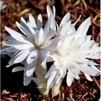 Bulbi colchicum Alboplenum (brândușă de toamnă) - 1 bucată, FLORI TRECUTE! Bulbi colchicum Alboplenum (brândușă de toamnă) - 1 bucată, FLORI TRECUTE!