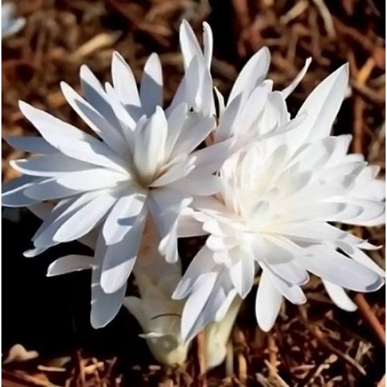 Bulbi colchicum Alboplenum (brândușă de toamnă) - 1 bucată Bulbi colchicum Alboplenum (brândușă de toamnă) - 1 bucată