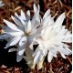 Bulbi colchicum Alboplenum (brândușă de toamnă) - 1 bucată Bulbi colchicum Alboplenum (brândușă de toamnă) - 1 bucată