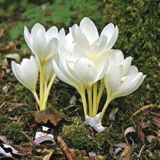 Bulbi colchicum autumnale album (brândușă de toamnă) - 1 bucată Bulbi colchicum autumnale album (brândușă de toamnă) - 1 bucată