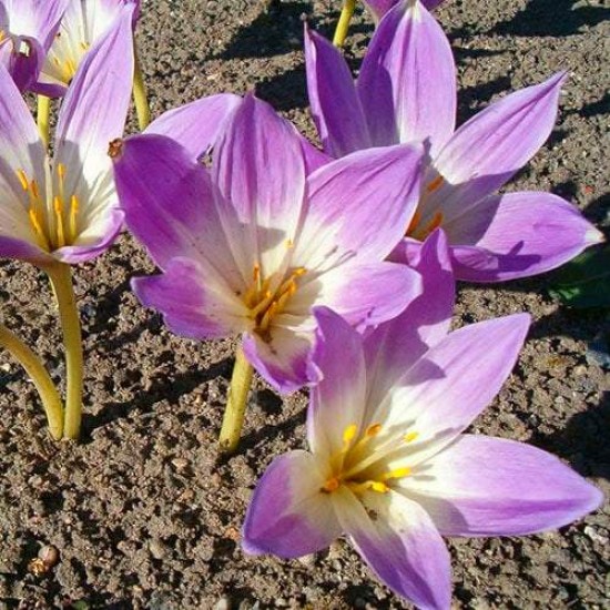 Bulbi colchicum bornmuelleri (brândușă de toamnă) - 1 bucată Bulbi colchicum bornmuelleri (brândușă de toamnă) - 1 bucată