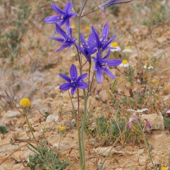 Bulbi crini siberieni (ixiolirion tataricum) - Pachet 10 bucăți