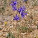 Bulbi crini siberieni (ixiolirion tataricum) - Pachet 10 bucăți