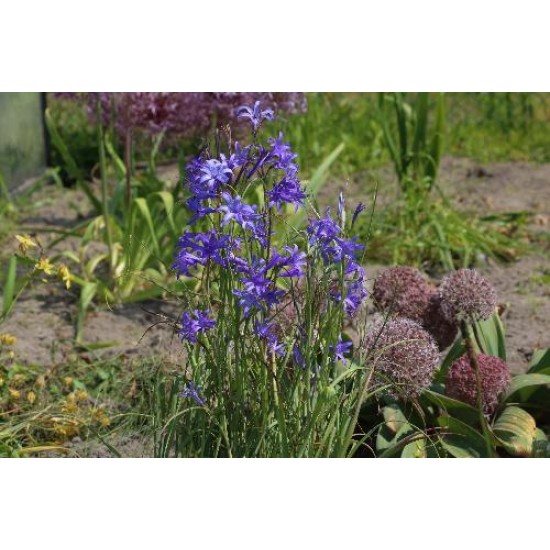 Bulbi crini siberieni (ixiolirion tataricum) - Pachet 10 bucăți