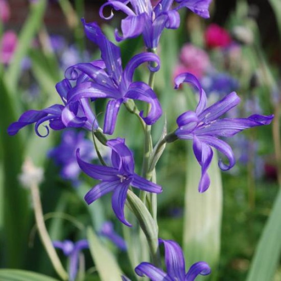 Bulbi crini siberieni (ixiolirion tataricum) - Pachet 10 bucăți