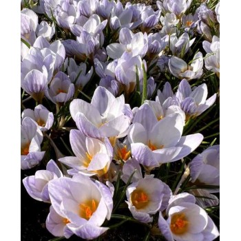 Bulbi crocus Blue Marlin - Pachet 10 bucăți Bulbi crocus Blue Marlin - Pachet 10 bucăți