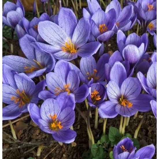Bulbi crocus Oxonian - Pachet 10 bucăți, înfloresc toamna Bulbi crocus Oxonian - Pachet 10 bucăți, înfloresc toamna