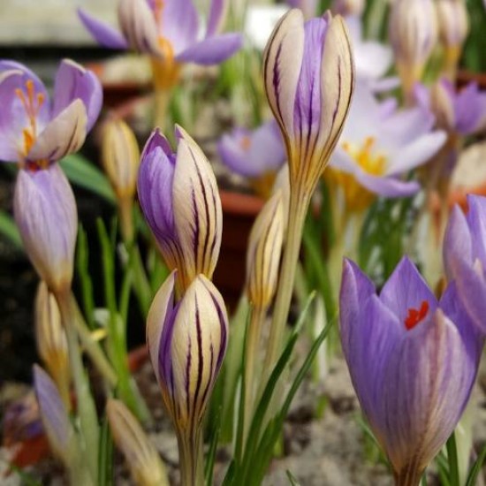 Bulbi crocus De Jager - Pachet 5 bucăți !!! raritate
