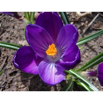 Bulbi crocus Flower Record - Pachet 10 bucăți Bulbi crocus Flower Record - Pachet 10 bucăți