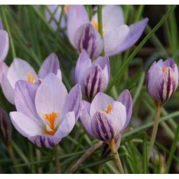 Bulbi crocus Fontenayi - Pachet 10 bucăți, înfloresc toamna Bulbi crocus Fontenayi - Pachet 10 bucăți, înfloresc toamna