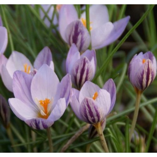 Bulbi crocus Fontenayi - Pachet 10 bucăți, înfloresc toamna