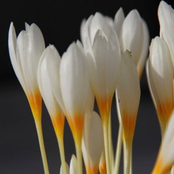 Bulbi crocus ochroleucus - Pachet 10 bucăți, înfloresc toamna Bulbi crocus ochroleucus - Pachet 10 bucăți, înfloresc toamna