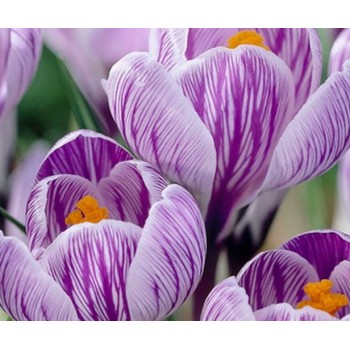 Bulbi crocus Pickwick - Pachet 10 bucăți Bulbi crocus Pickwick - Pachet 10 bucăți