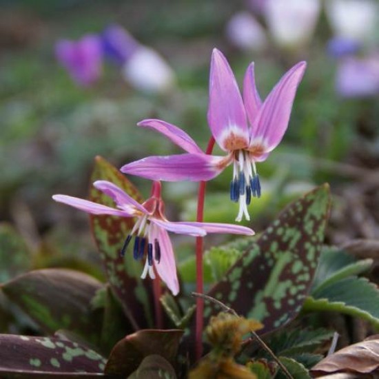 Bulbi erythronium dens-canis (măseaua ciutei) - 1 bucată Bulbi erythronium dens-canis (măseaua ciutei) - 1 bucată
