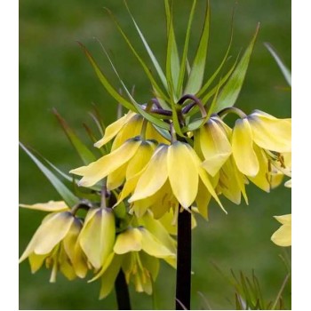 Bulbi fritillaria Early Sensation - 1 bucată Bulbi fritillaria Early Sensation - 1 bucată