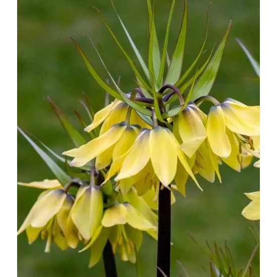 Bulbi fritillaria Early Sensation - 1 bucată