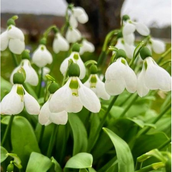 Bulbi ghiocei Beluga - 1 bucată (1 bulb MARE) Bulbi ghiocei Beluga - 1 bucată (1 bulb MARE)