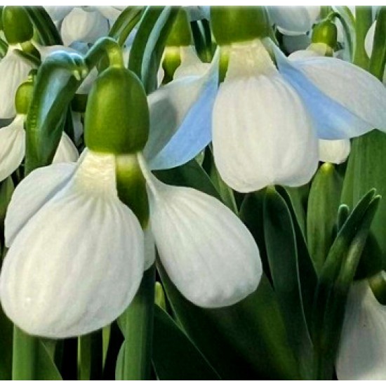 Bulbi ghiocei Beluga - 1 bucată (1 bulb MARE) Bulbi ghiocei Beluga - 1 bucată (1 bulb MARE)