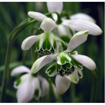 Bulbi ghiocei Hippolyta - 1 bucată Bulbi ghiocei Hippolyta - 1 bucată