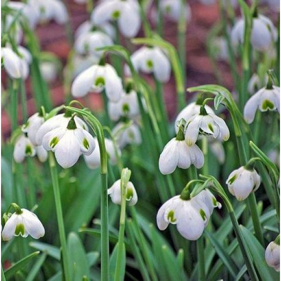 Bulbi ghiocei Hippolyta - 1 bucată Bulbi ghiocei Hippolyta - 1 bucată