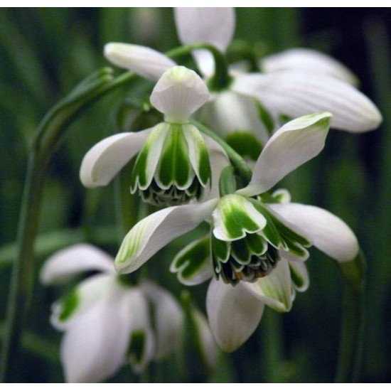 Bulbi ghiocei Hippolyta - 1 bucată Bulbi ghiocei Hippolyta - 1 bucată