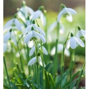 Bulbi ghiocei S. Arnott - 1 bucată, soi cu flori MARI și înălțime 15-30 cm! Bulbi ghiocei S. Arnott - 1 bucată, soi cu flori MARI și înălțime 15-30 cm!