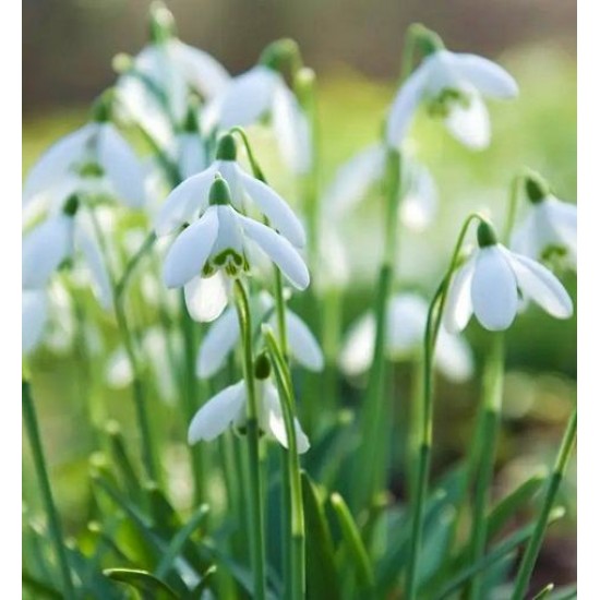 Bulbi ghiocei S. Arnott - 1 bucată, soi cu flori MARI și înălțime 15-30 cm!