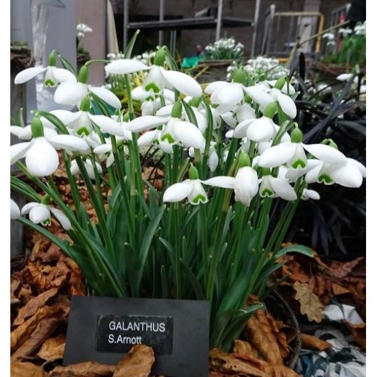 Bulbi ghiocei S. Arnott - 1 bucată, soi cu flori MARI și înălțime 15-30 cm!