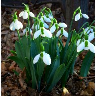 Bulbi ghiocei elwesii - Pachet 5 bucăți, bulbi MARI