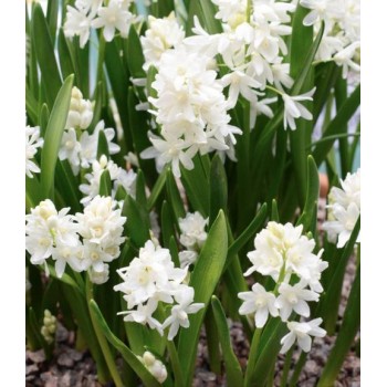 Bulbi ghiocei rusești ALBI (puschkinia l. alba) - Pachet 5 bucăți Bulbi ghiocei rusești ALBI (puschkinia l. alba) - Pachet 5 bucăți