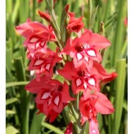 Bulbi gladiole White Eyes Miss - Pachet 5 bucăți, rezistente la îngheț Bulbi gladiole White Eyes Miss - Pachet 5 bucăți, rezistente la îngheț