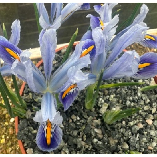 Bulbi iris Angela - Pachet 10 bucăți