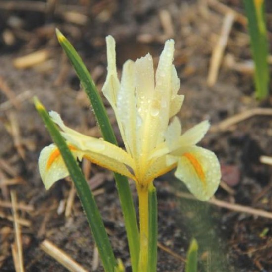 Bulbi iris Louise - Pachet 10 bucăți