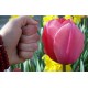 Bulbi lalele Pink Impresssion - Pachet 5 bucăți, flori foarte MARI!