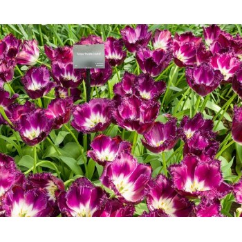 Bulbi lalele Purple Crystal - Pachet 5 bucăți Bulbi lalele Purple Crystal - Pachet 5 bucăți