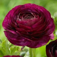 Bulbi ranunculus tomer purple (mov) - Pachet 10 bucăți