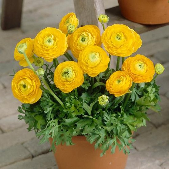 Bulbi ranunculus tomer galben - Pachet 10 bucăți