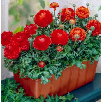 Bulbi ranunculus tomer roșu - Pachet 10 bucăți