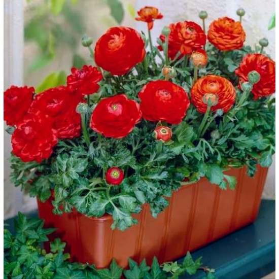 Bulbi ranunculus tomer roșu - Pachet 10 bucăți