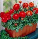 Bulbi ranunculus tomer roșu - Pachet 10 bucăți