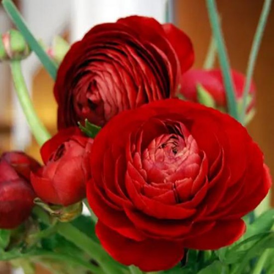 Bulbi ranunculus tomer roșu - Pachet 10 bucăți