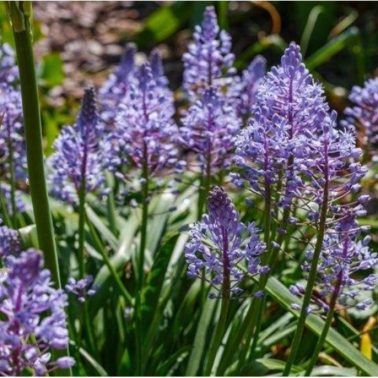 Bulbi scilla litardierei - viorele de luncă - Pachet 10 bucăți, flori MARI