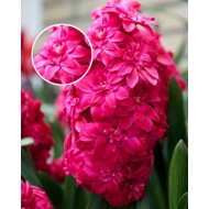 Bulbi zambile duble (batute) Hollyhock - 1 bucată !!! Bulbi zambile duble (batute) Hollyhock - 1 bucată !!!