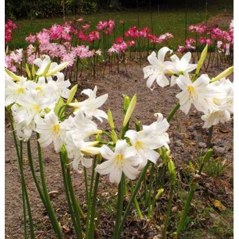 Bulbi amaryllis belladonna alba - 1 bucată, flori PARFUMATE